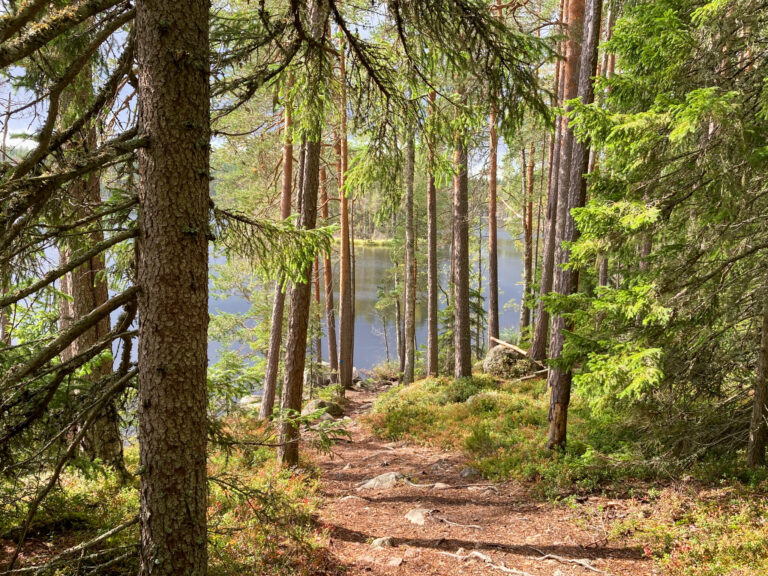 Luonnon monimuotoisuus näkyy metsäluonnossa. Valokuva Iskojärven kansallispuistosta.