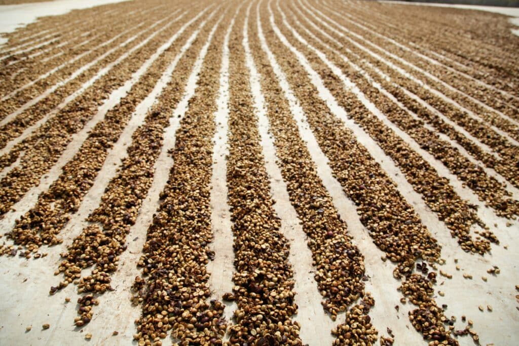 Rows of coffee beans are drying in the sun.